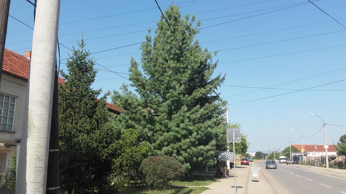 Raskošni afričko-leskovački borovi jedinstveni u Srbiji